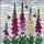 Vibrant Foxglove Bumblebee Tiffany Stained Glass Floral Mosaic - Nature Lover Home Decor Gift Stained Glass Suncatcher - 5