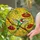 Ruby-Throated Hummingbird Stained Glass, Red Bell Flowers, Amber Sunburst Mosaic Art Stained Glass Suncatcher - 2
