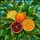 Tiffany Glass Citrus Fruits - Orange, Lemon, Blood Orange Slices & Green Foliage Stained Glass Suncatcher - 5
