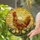 Stained Glass Hen Chicks Golden Sun with Red Comb & Wattle - Tiffany Style Mosaic Stained Glass Suncatcher - 2