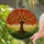 Tree of Life Stained Glass Mosaic Heart Leaves Intertwining Roots Undulating Landscape Stained Glass Suncatcher - 2