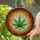 Multi-Lobed Cannabis Leaf Stained Glass Tiffany Style Mosaic Art Textured Glass Stained Glass Suncatcher - 2