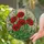 Red Poppies Tiffany Stained Glass Mosaic Flower Art with Lush Green Foliage & Buds Stained Glass Suncatcher - 2