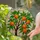 Orange Tree Stained Glass - Jewel Tones Mosaic Oranges & Emerald Leaves Garden Art Stained Glass Suncatcher - 2