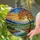 Autumn Tree Multi-Hued Leaves, Glowing Sunset Mountain River Landscape Scene Stained Glass Suncatcher - 2