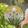 Tiffany Glass Dandelion Seed Heads, Green Leaves, Mosaic Sun Sky - Nature Window Decor Stained Glass Suncatcher - 2