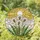 Tiffany Glass Dandelion Seed Heads, Green Leaves, Mosaic Sun Sky - Nature Window Decor Stained Glass Suncatcher - 1