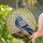 Tiffany Style Stained Glass Pigeon - Iridescent Jewel Tone Mosaic Bird Art Decoration Stained Glass Suncatcher - 2