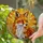 Tiffany Stained Glass Red Fox Mosaic Art - Autumn Wildlife Nature Home Decor Gift Stained Glass Suncatcher - 2