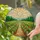 Stained Glass Vineyard Scene with Green Grapevines, Rolling Hills, & Stylized Sun Art Stained Glass Suncatcher - 2
