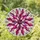 Intricate Stained Glass Floral Petal Star Tiffany Style Concentric Rings Mosaic Background Stained Glass Suncatcher - 1
