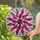 Intricate Stained Glass Floral Petal Star Tiffany Style Concentric Rings Mosaic Background Stained Glass Suncatcher - 2