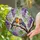 Detailed Stained Glass Songbirds on Branch with Purple Wisteria - Tiffany Nature Home Decor Stained Glass Suncatcher - 2