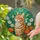 Orange White Tabby Cat Stained Glass - Daisy Marigold Jewel Tone Garden Gift for Cat Lover Stained Glass Suncatcher - 2
