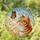 Densely Detailed Orange White Tabby Cat & Monarch Butterfly Stained Glass Mosaic Stained Glass Suncatcher - 1