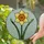 Vibrant Daffodil Stained Glass Flower - Deep Orange Yellow Intricate Tiffany Mosaic Art Stained Glass Suncatcher - 2