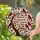 Cardinals Appear When Angels Are Near Stained Glass Tree Autumn Leaves Remembrance Gift Stained Glass Suncatcher - 2