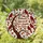 Cardinals Appear When Angels Are Near Stained Glass Tree Autumn Leaves Remembrance Gift Stained Glass Suncatcher - 1