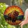 Majestic American Bison Prairie Sunset Tiffany Stained Glass Mosaic Art Glowing Jewel Tones Stained Glass Suncatcher - 2