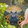 Intricate British Shorthair Cat Sunflowers Lavender Mountain Landscape Tiffany Style Stained Glass Suncatcher - 2