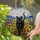 Black Cat Sunflowers Wildflowers Mountains Stained Glass Jewel Tones - Cat Lover Decor Stained Glass Suncatcher - 2