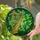 Golden Celtic Harp Four-Leaf Clover Stained Glass Mosaic - Irish Luck Heritage Gift Stained Glass Suncatcher - 2