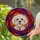 Fluffy Maltese Dog Head Stained Glass Art, Tiffany Style Jewel Tones Abstract Patterns Stained Glass Suncatcher - 2