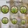 White Lily of the Valley Flowers, Tiffany Glass Style Mosaic Landscape Art with Ornate Border Stained Glass Suncatcher - 4