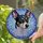 Alert Tricolor Rat Terrier Dog Stained Glass Mosaic - Tiffany Style Jewel Tone Leaf Vine Design Stained Glass Suncatcher - 2