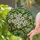 White Apple Blossom Stained Glass Art – Tiffany Jewel Tone Foliage Mosaic Decor Stained Glass Suncatcher - 2