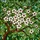 White Apple Blossom Stained Glass Art – Tiffany Jewel Tone Foliage Mosaic Decor Stained Glass Suncatcher - 5