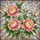 Blush Pink Peach Yellow Peony Flowers - Tiffany Stained Glass Mosaic Translucent Jewel Tones Stained Glass Suncatcher - 5