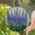 Blue Purple Delphinium Stained Glass Flowers - Tiffany Style Jewel Tone Garden Art Stained Glass Suncatcher - 2