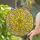Ginkgo Leaf Stained Glass Art Mosaic - Tiffany Style Nature Inspired Botanical Decor Stained Glass Suncatcher - 2