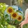 Four Sunflowers Blue Butterfly Stained Glass Mosaic Art - Glowing Translucent Jewel Tones Stained Glass Suncatcher - 2