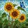 Four Sunflowers Blue Butterfly Stained Glass Mosaic Art - Glowing Translucent Jewel Tones Stained Glass Suncatcher - 5