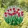 Vibrant Tulips Stained Glass Mosaic - Tiffany Style Floral Window Artwork Decor Stained Glass Suncatcher - 1