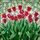 Vibrant Tulips Stained Glass Mosaic - Tiffany Style Floral Window Artwork Decor Stained Glass Suncatcher - 5