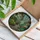 Tiffany Style Stained Glass Greenhouse Succulents Flowering Plants Pathway - Garden Decor Stained Glass Suncatcher - 3