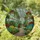 Tiffany Style Stained Glass Greenhouse Succulents Flowering Plants Pathway - Garden Decor Stained Glass Suncatcher - 1