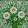 Stained Glass Daisy Flowers Green Leaves Mosaic - Tiffany Style Floral Window Art Stained Glass Suncatcher - 5