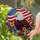 Bald Eagle American Flag Wildflower Stained Glass - Patriotic USA Freedom Day Gift for Veterans Stained Glass Suncatcher - 2