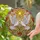 Glowing White Doves Stained Glass Sun - Jewel Tones Sky with Green Brown Branches Stained Glass Suncatcher - 2