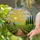 Tiffany Stained Glass Vineyard Grapes Church Village Cypress Trees Sun Hills Landscape Stained Glass Suncatcher - 2