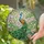 Stained Glass Peacock Lotus Flowers Art - Tiffany Style Translucent Glass Design Stained Glass Suncatcher - 2