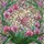 Praying Mantis Orchid Stained Glass - Tiffany Style Garden Flowers & Botanical Mosaic Art Stained Glass Suncatcher - 5