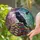 Black Raven Ancient Books Stained Glass Mystical Full Moon Gothic Window Decor Stained Glass Suncatcher - 2