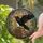 Black Raven Stained Glass Books - Tiffany Jewel Tone Mosaic Green Leaves Red Berries Stained Glass Suncatcher - 2