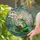 Green Frog Reading Book on Lily Pad Lotus Pond Iridescent Fairy Wings Jewel Tone Stained Glass Suncatcher - 2