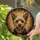 Fluffy Yorkshire Terrier Dog Head Stained Glass Mosaic - Tiffany Style Jewel Tone Home Decor Stained Glass Suncatcher - 2